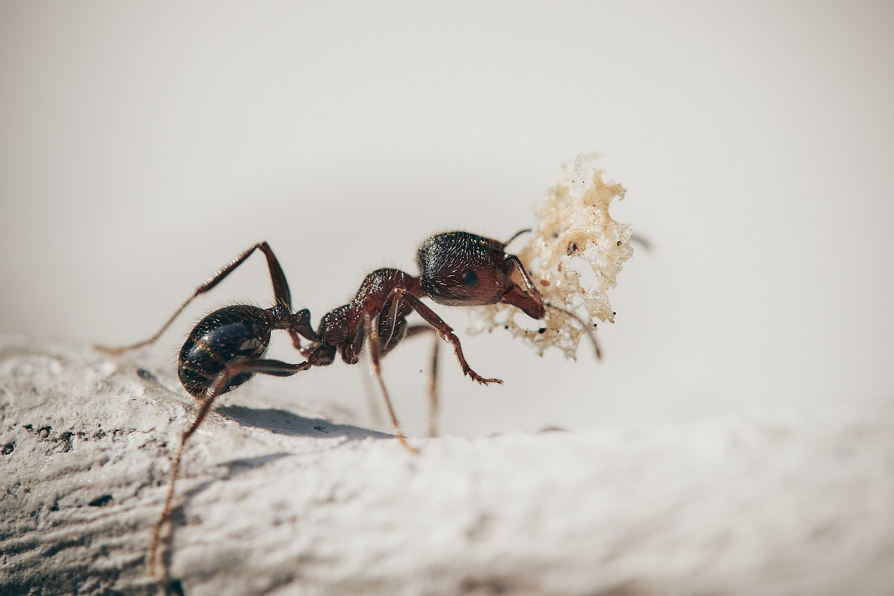 Metode naturale de prevenire a apariției furnicilor